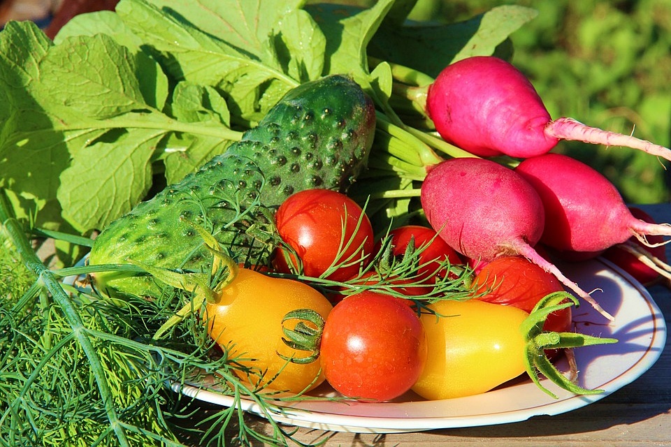 żywność modyfikowana genetycznie