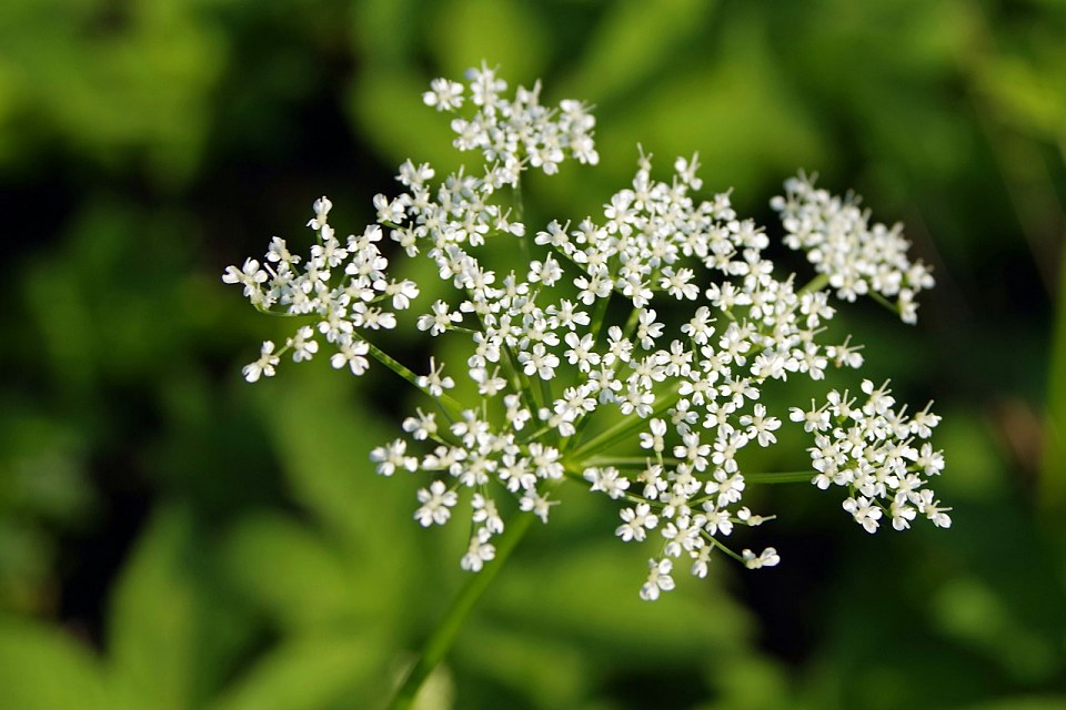 Barszcz Sosnowskiego